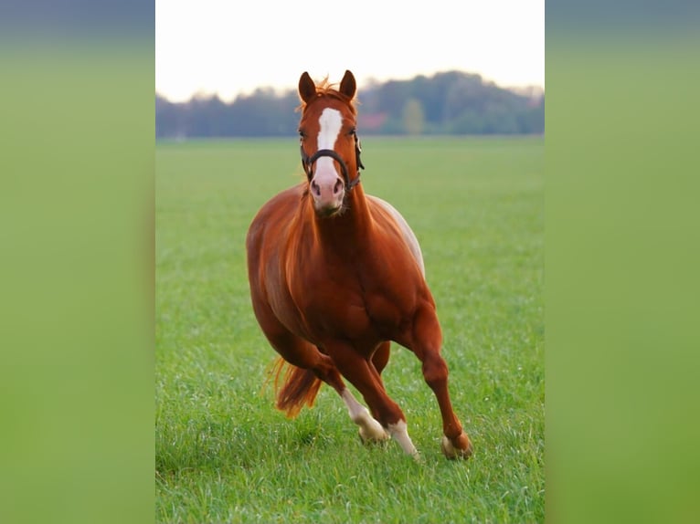 American Quarter Horse Giumenta 5 Anni 144 cm Sauro in Markranstädt