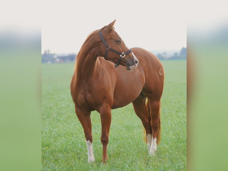 American Quarter Horse Giumenta 5 Anni 144 cm Sauro in Markranstädt