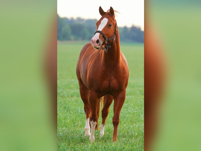 American Quarter Horse Giumenta 5 Anni 144 cm Sauro in Markranstädt