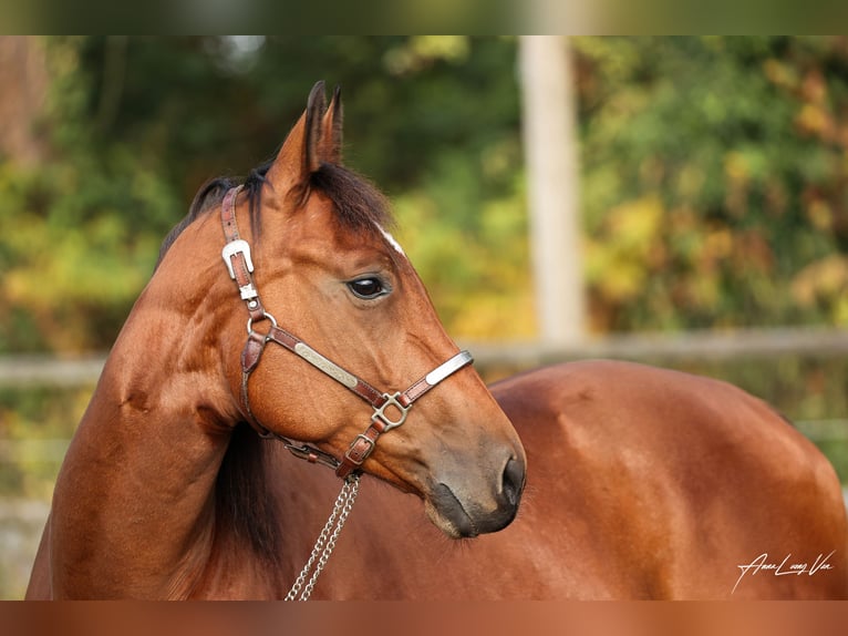 American Quarter Horse Giumenta 5 Anni 145 cm Baio in Lüdinghausen