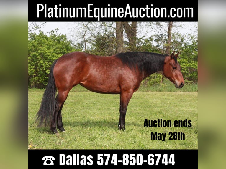 American Quarter Horse Giumenta 5 Anni 145 cm Baio ciliegia in North Judson IN