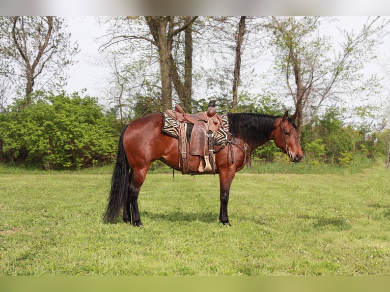 American Quarter Horse Giumenta 5 Anni 145 cm Baio ciliegia in North Judson IN