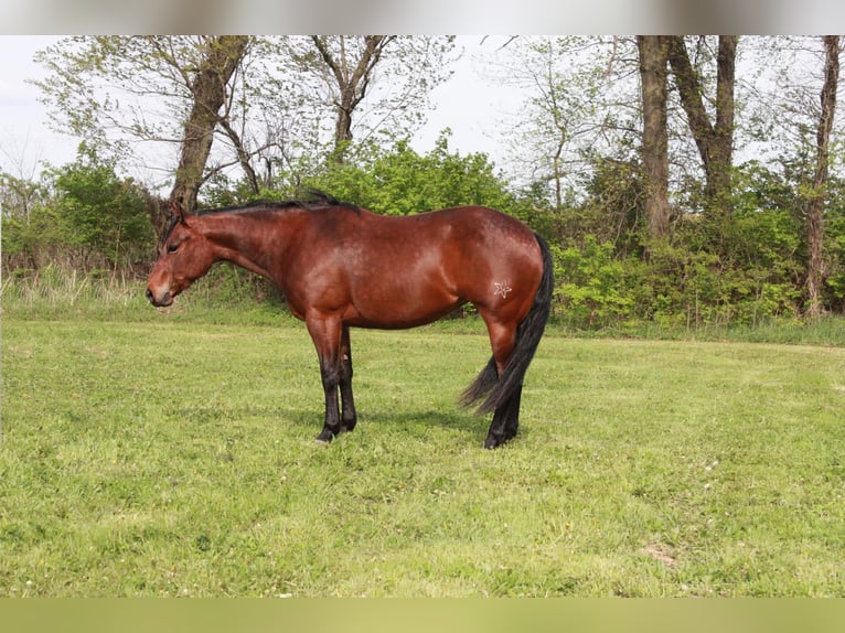 American Quarter Horse Giumenta 5 Anni 145 cm Baio ciliegia in North Judson IN