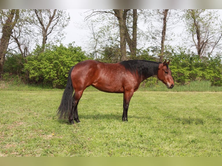 American Quarter Horse Giumenta 5 Anni 145 cm Baio ciliegia in North Judson IN