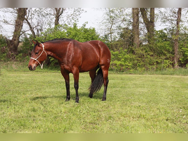 American Quarter Horse Giumenta 5 Anni 145 cm Baio ciliegia in North Judson IN