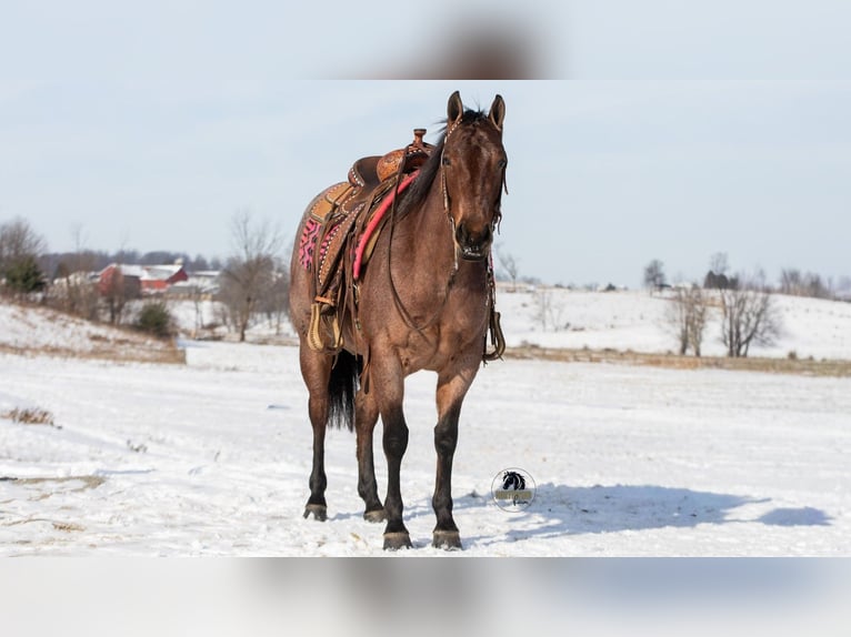 American Quarter Horse Giumenta 5 Anni 145 cm Baio roano in Fredericksburg