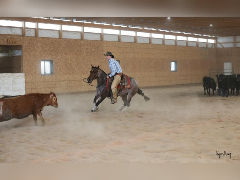 American Quarter Horse Giumenta 5 Anni 145 cm Baio roano in Bellevue, IA