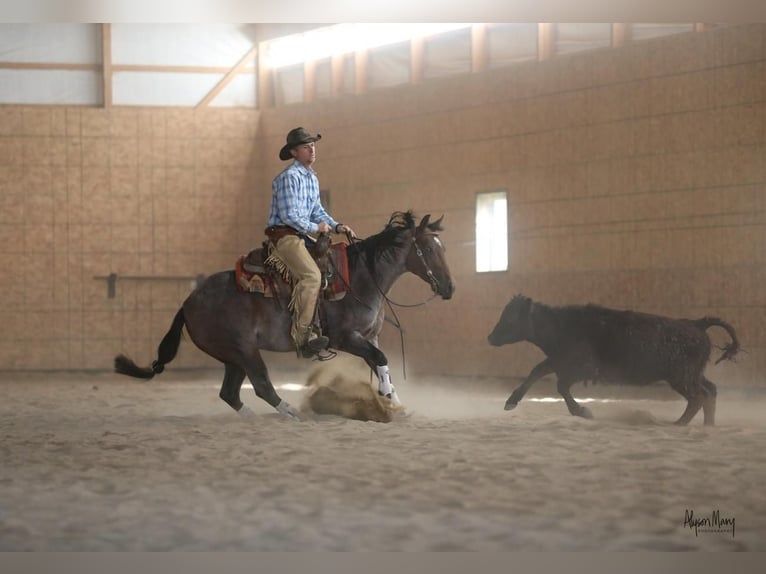 American Quarter Horse Giumenta 5 Anni 145 cm Baio roano in Bellevue, IA