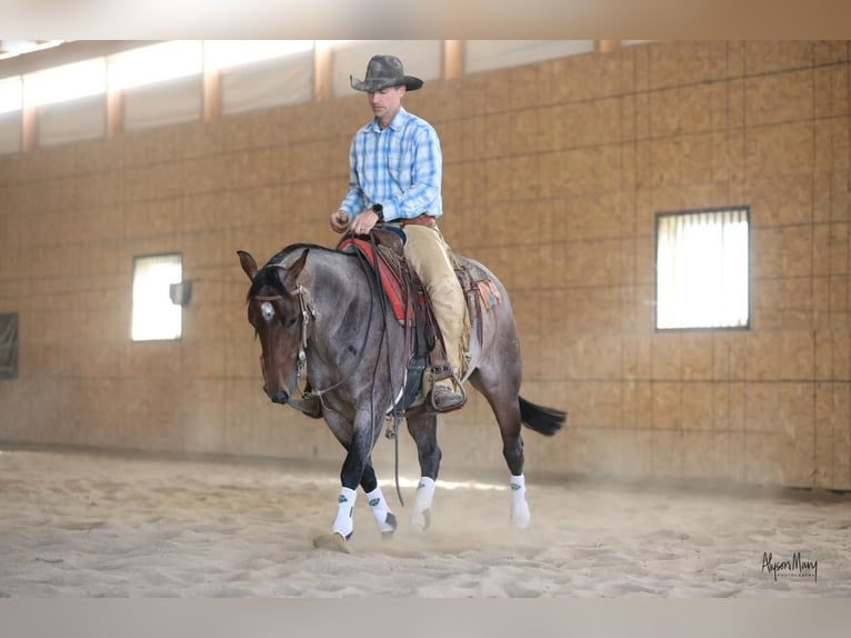 American Quarter Horse Giumenta 5 Anni 145 cm Baio roano in Bellevue, IA