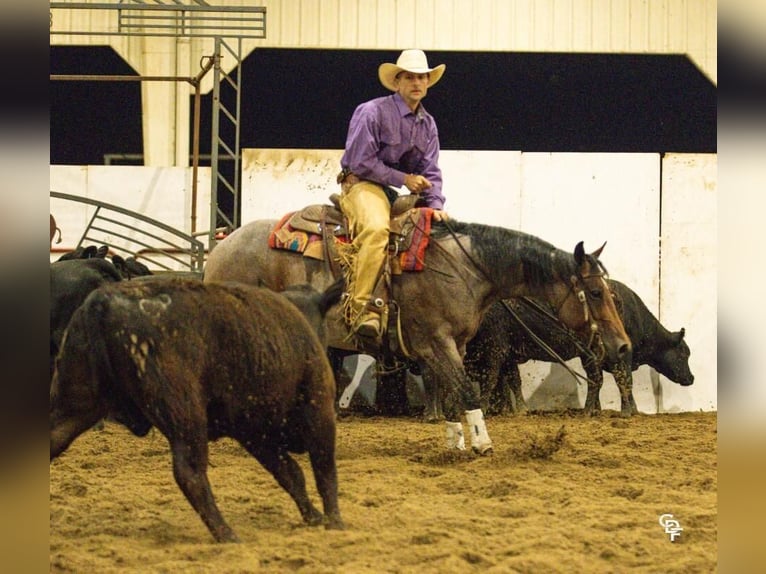 American Quarter Horse Giumenta 5 Anni 145 cm Baio roano in Bellevue, IA