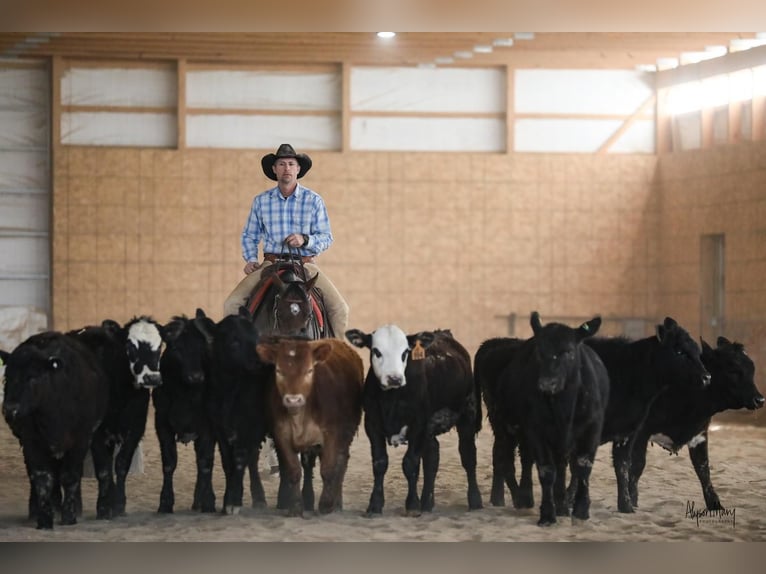 American Quarter Horse Giumenta 5 Anni 145 cm Baio roano in Bellevue, IA