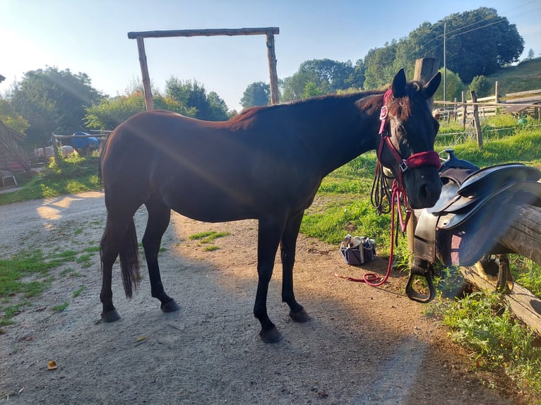 American Quarter Horse Giumenta 5 Anni 145 cm Morello in Arndorf