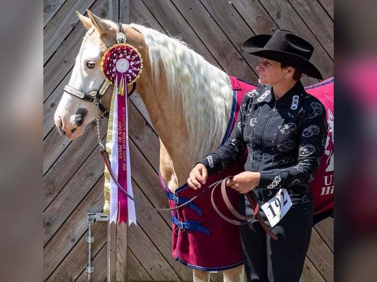 American Quarter Horse Giumenta 5 Anni 145 cm Palomino in Broadway