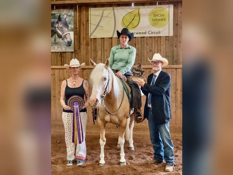 American Quarter Horse Giumenta 5 Anni 145 cm Palomino in Broadway