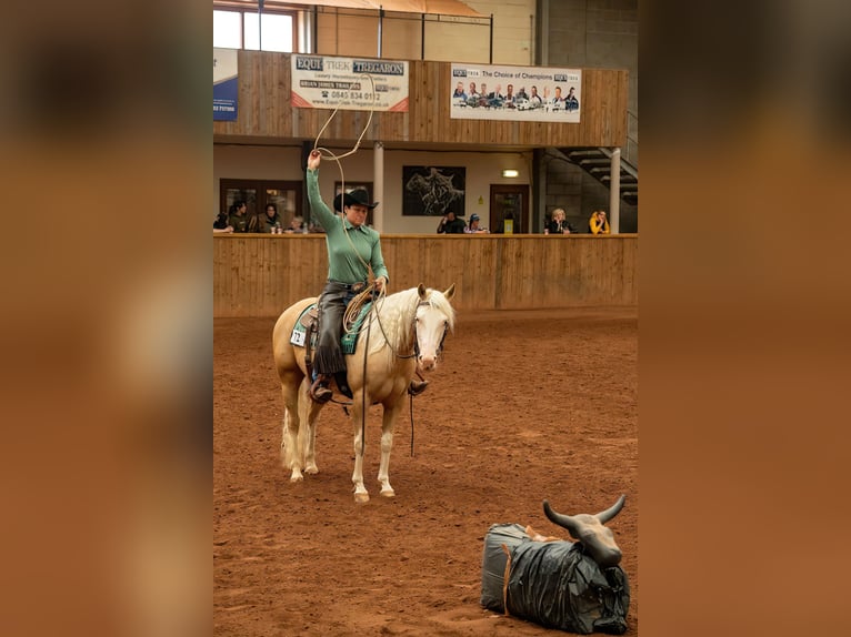 American Quarter Horse Giumenta 5 Anni 145 cm Palomino in Broadway