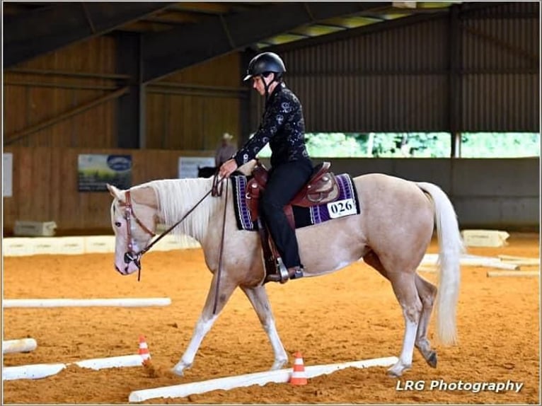 American Quarter Horse Giumenta 5 Anni 145 cm Palomino in Broadway