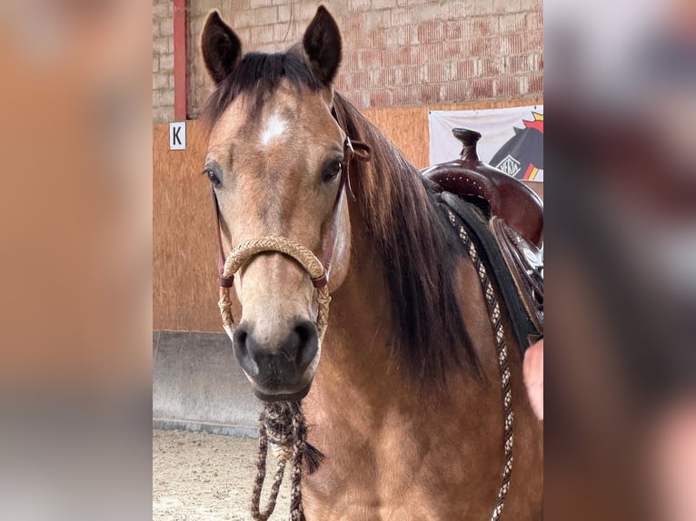 American Quarter Horse Giumenta 5 Anni 145 cm Pelle di daino in Sachsenhagen
