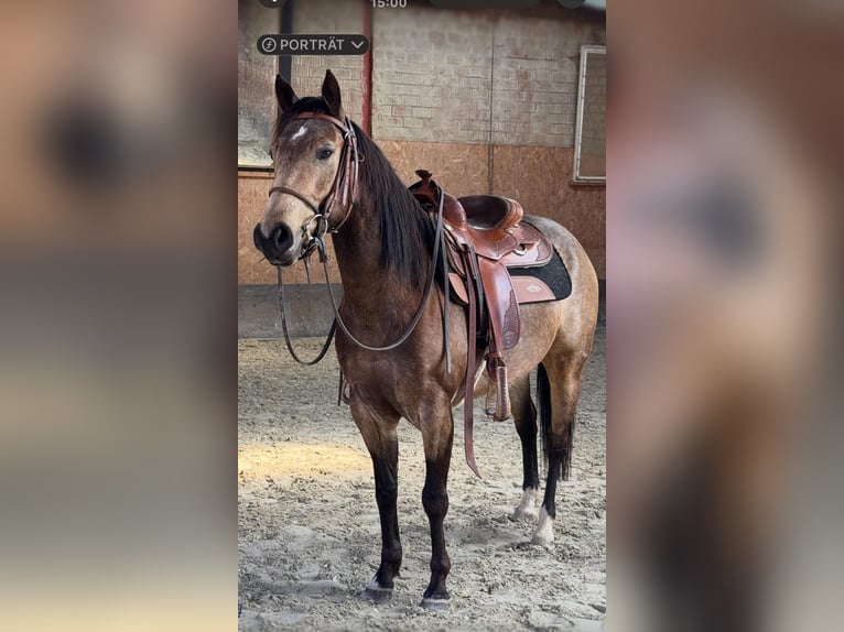 American Quarter Horse Giumenta 5 Anni 145 cm Pelle di daino in Sachsenhagen