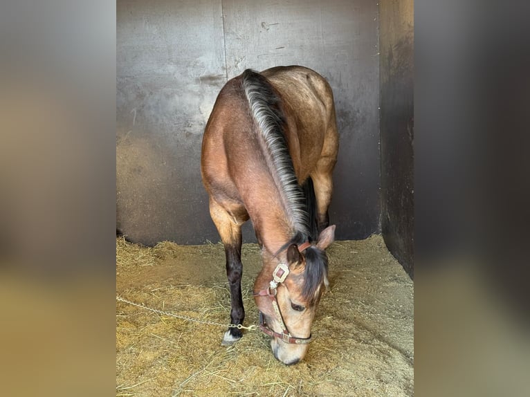 American Quarter Horse Giumenta 5 Anni 145 cm Pelle di daino in Sachsenhagen