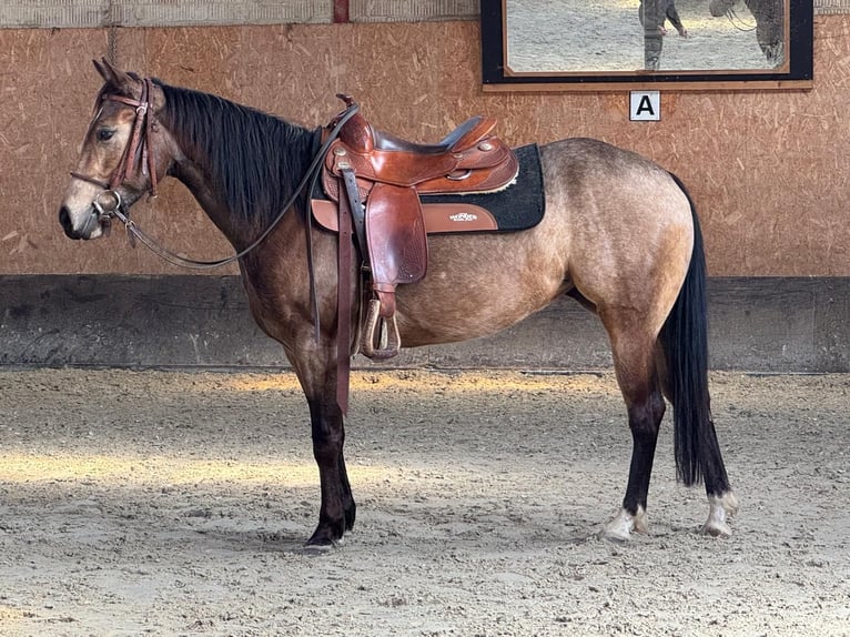 American Quarter Horse Giumenta 5 Anni 145 cm Pelle di daino in Sachsenhagen