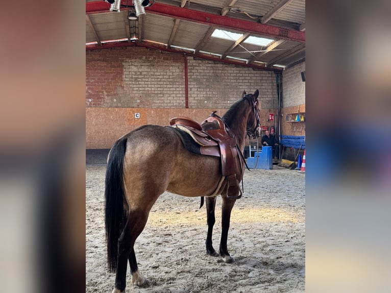American Quarter Horse Giumenta 5 Anni 145 cm Pelle di daino in Sachsenhagen