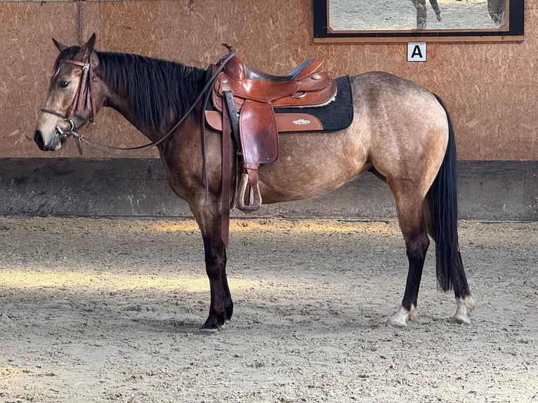 American Quarter Horse Giumenta 5 Anni 145 cm Pelle di daino in Sachsenhagen