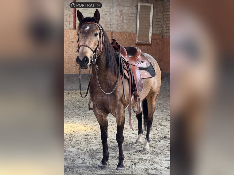 American Quarter Horse Giumenta 5 Anni 145 cm Pelle di daino in Sachsenhagen