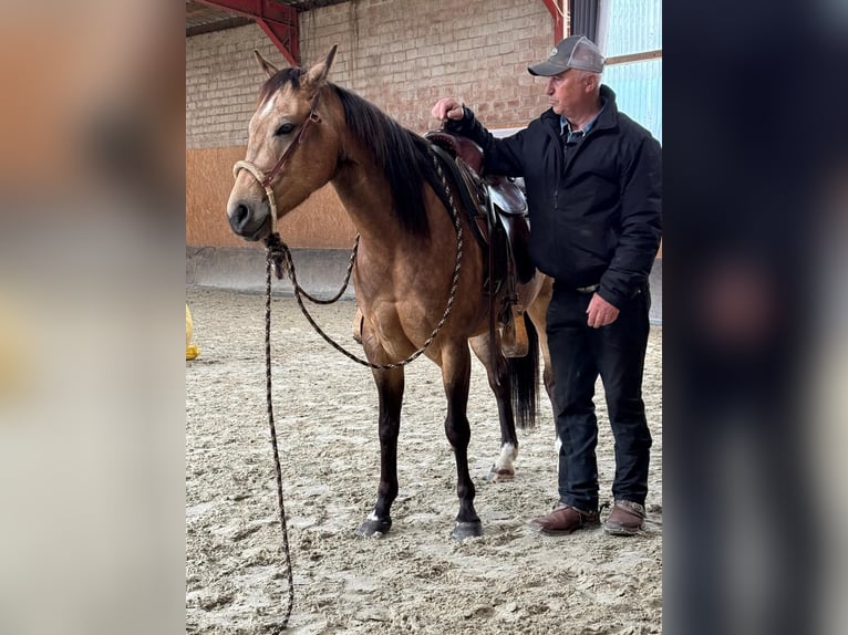 American Quarter Horse Giumenta 5 Anni 145 cm Pelle di daino in Sachsenhagen
