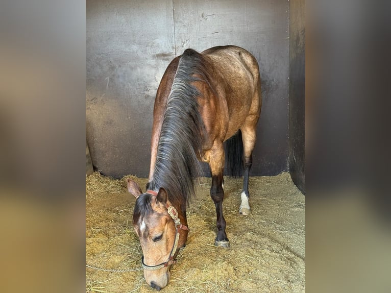 American Quarter Horse Giumenta 5 Anni 145 cm Pelle di daino in Sachsenhagen