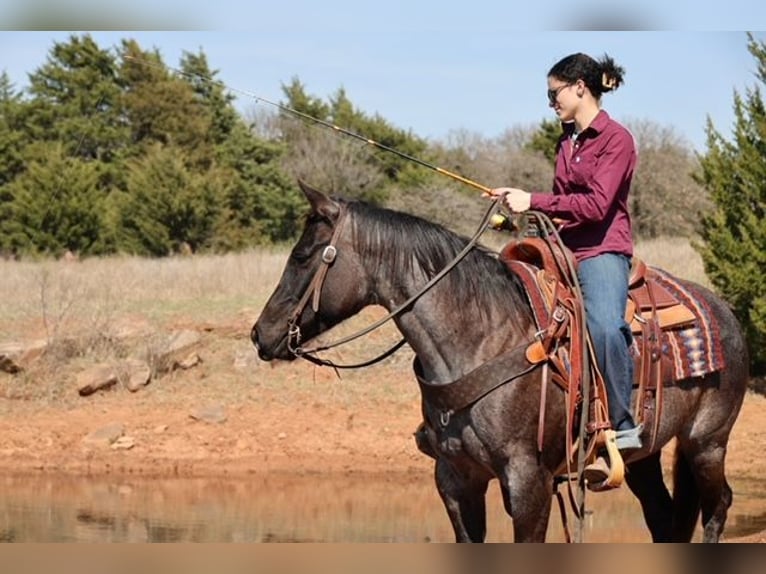 American Quarter Horse Giumenta 5 Anni 145 cm Roano blu in Ripley