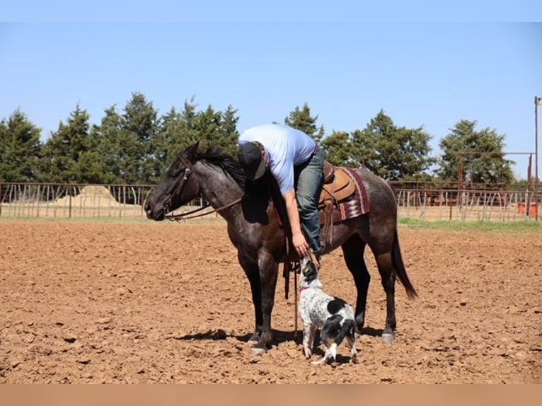American Quarter Horse Giumenta 5 Anni 145 cm Roano blu in Ripley