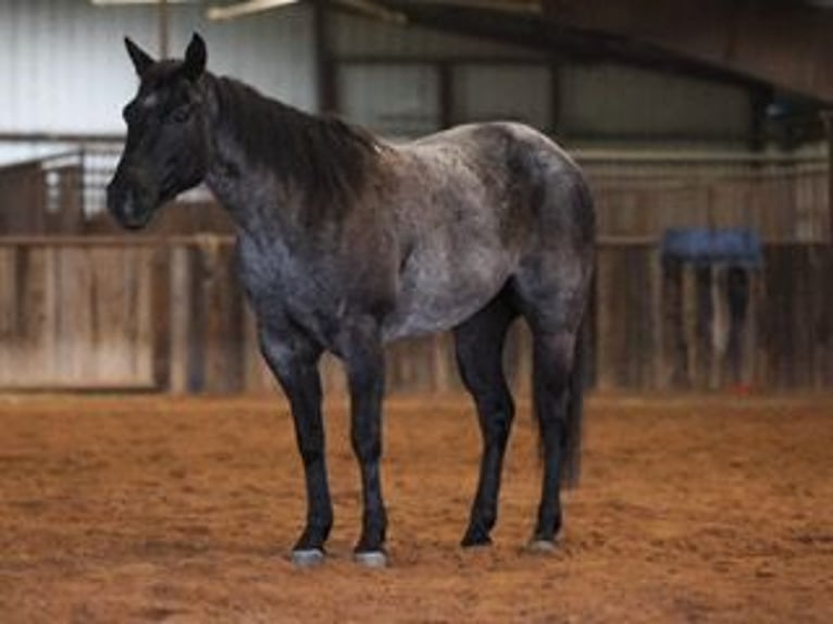 American Quarter Horse Giumenta 5 Anni 145 cm Roano blu in Ripley