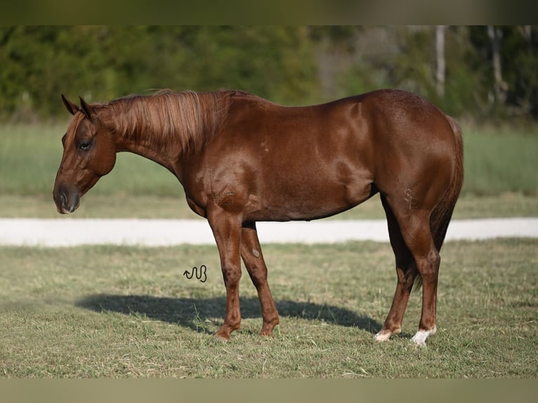 American Quarter Horse Giumenta 5 Anni 145 cm Roano rosso in Waco, TX