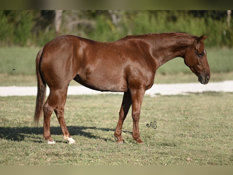 American Quarter Horse Giumenta 5 Anni 145 cm Roano rosso in Waco, TX