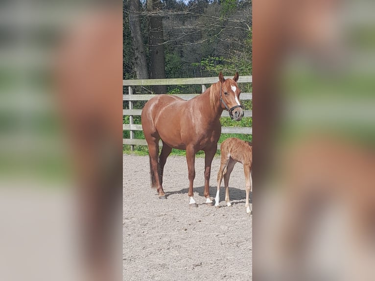 American Quarter Horse Giumenta 5 Anni 145 cm Sauro in Oldeberkoop