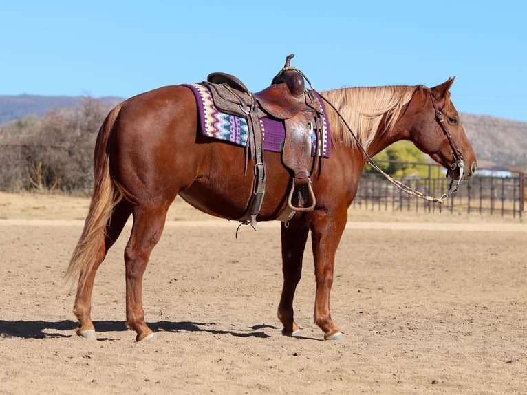 American Quarter Horse Giumenta 5 Anni 145 cm Sauro ciliegia in Dewey, AZ