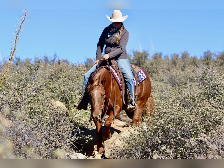 American Quarter Horse Giumenta 5 Anni 145 cm Sauro ciliegia in Dewey, AZ