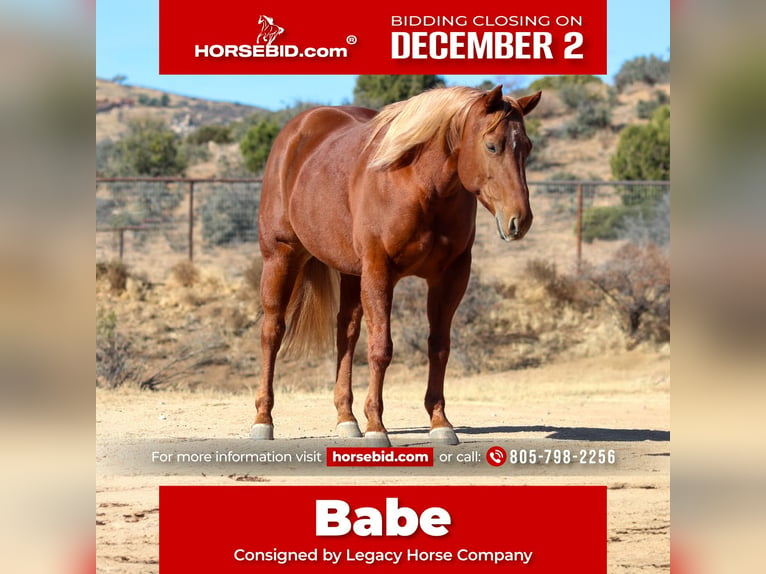 American Quarter Horse Giumenta 5 Anni 145 cm Sauro ciliegia in Dewey, AZ