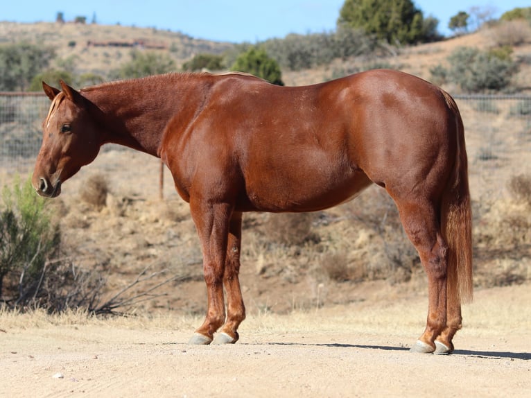 American Quarter Horse Giumenta 5 Anni 145 cm Sauro ciliegia in Dewey, AZ