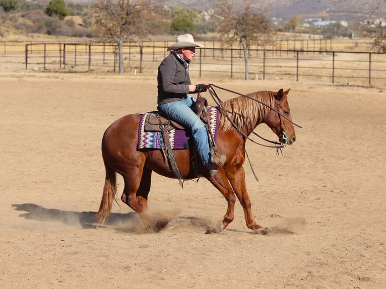 American Quarter Horse Giumenta 5 Anni 145 cm Sauro ciliegia in Dewey, AZ