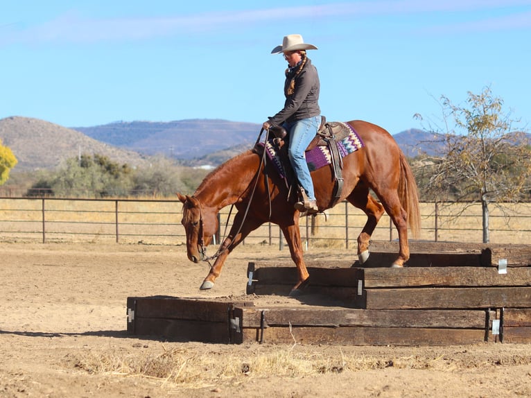 American Quarter Horse Giumenta 5 Anni 145 cm Sauro ciliegia in Dewey, AZ