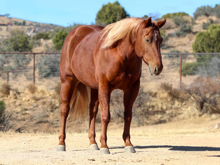 American Quarter Horse Giumenta 5 Anni 145 cm Sauro ciliegia in Dewey, AZ