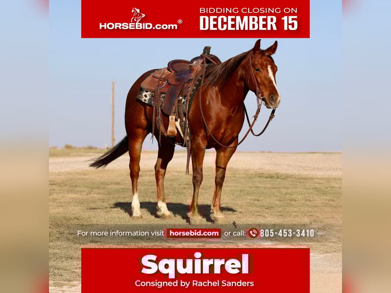American Quarter Horse Giumenta 5 Anni 145 cm Sauro ciliegia in Decatur