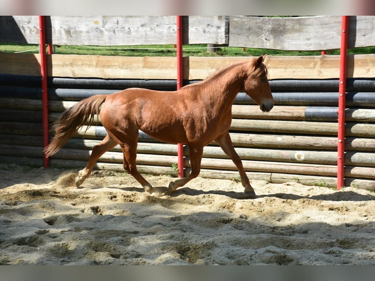 American Quarter Horse Giumenta 5 Anni 145 cm Sauro in Landau an der Isar
