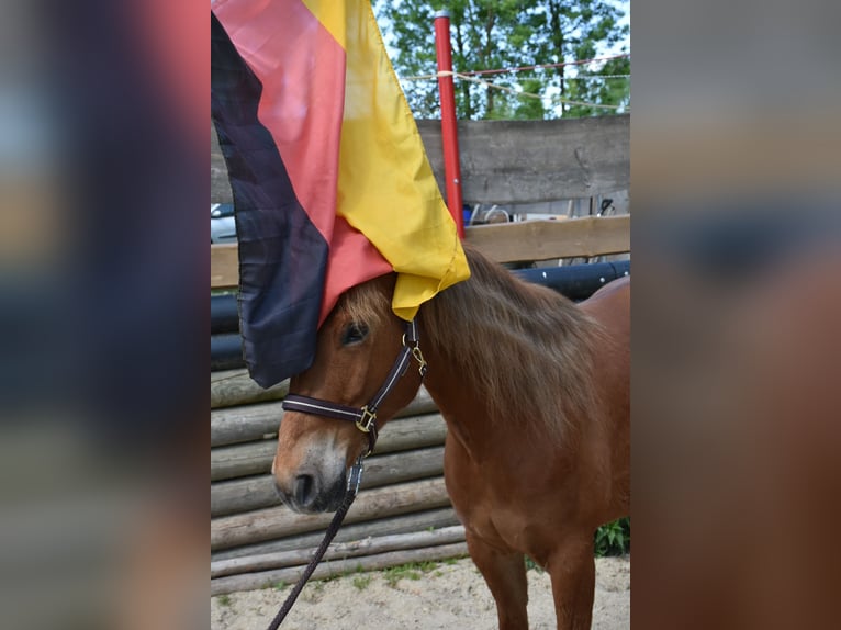 American Quarter Horse Giumenta 5 Anni 145 cm Sauro in Landau an der Isar