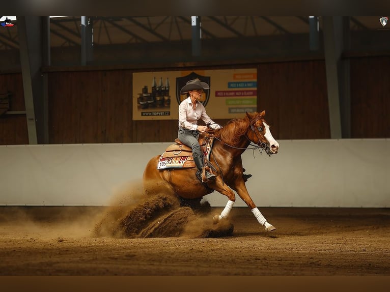 American Quarter Horse Giumenta 5 Anni 146 cm Sauro ciliegia in Kozlovice