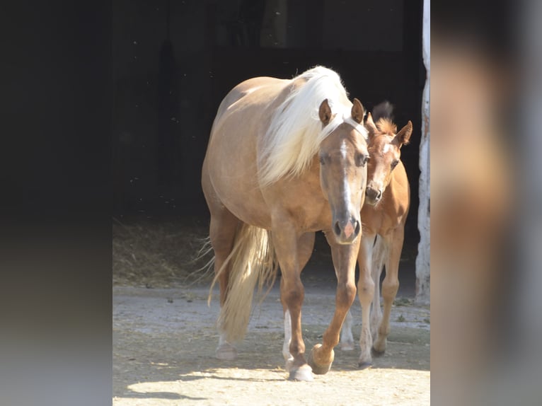 American Quarter Horse Giumenta 5 Anni 146 cm Sauro scuro in Burgkichen