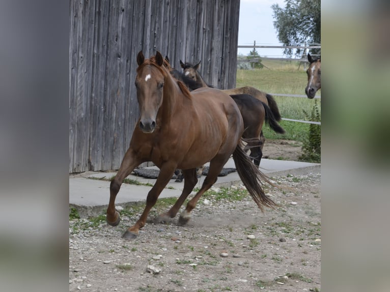 American Quarter Horse Giumenta 5 Anni 146 cm Sauro scuro in Burgkichen