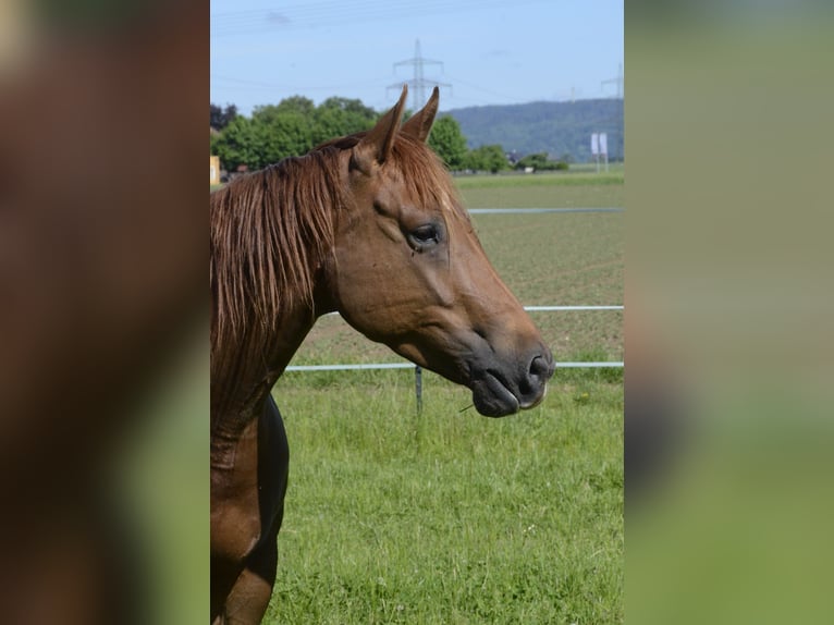 American Quarter Horse Giumenta 5 Anni 146 cm Sauro scuro in Burgkichen