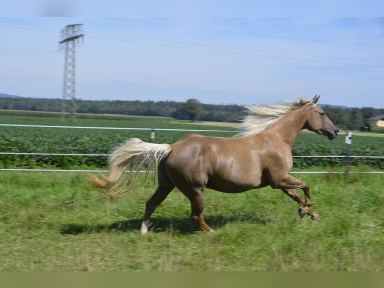 American Quarter Horse Giumenta 5 Anni 146 cm Sauro scuro in Burgkichen